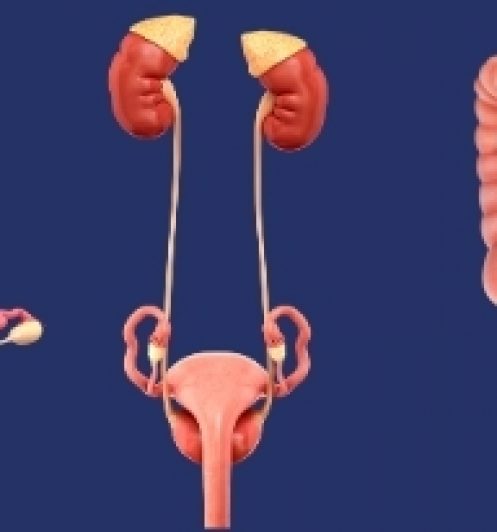 Ultrassom de Rastreamento de Endometriose Profunda – Blumenau