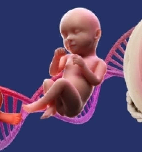 Ultrassonografia Obstétrica Perfil Biofísico Fetal – Blumenau SC